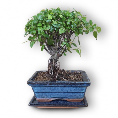 Sageretia bonsai, Ref. 3011