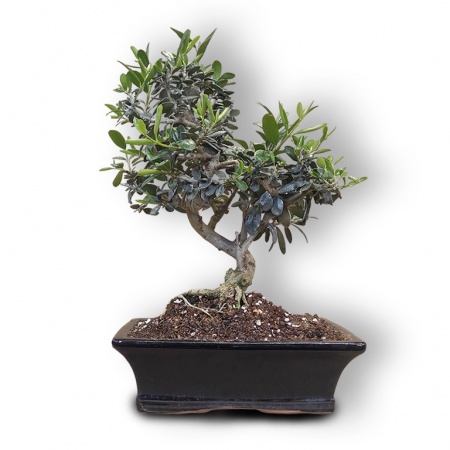 Olive tree bonsai, Ref. 3017
