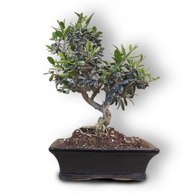 Olive tree bonsai, Ref. 3017