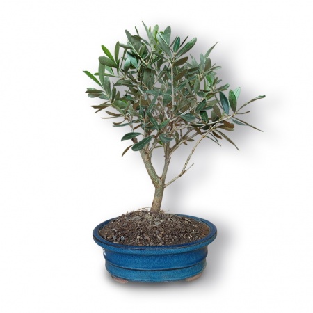 Olīvkoka bonsai, Ref. 3019