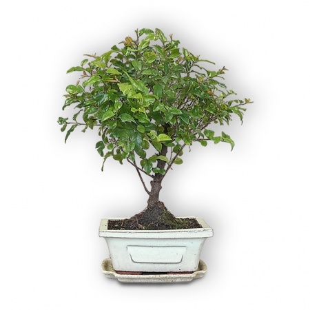 Sageretia bonsai, Ref. 3012