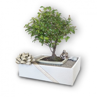 Bonsai dāvana, Ref. 30121