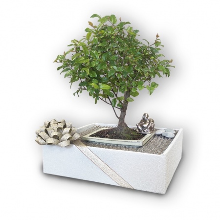 Bonsai dāvana, Ref. 30121