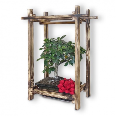 Bonsai dāvana, Ref. 30031