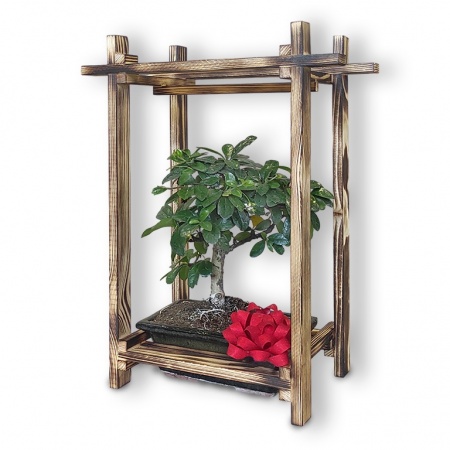 Bonsai dāvana, Ref. 30031