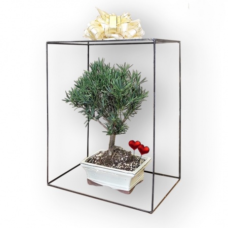 Bonsai dāvana, Ref. 29501