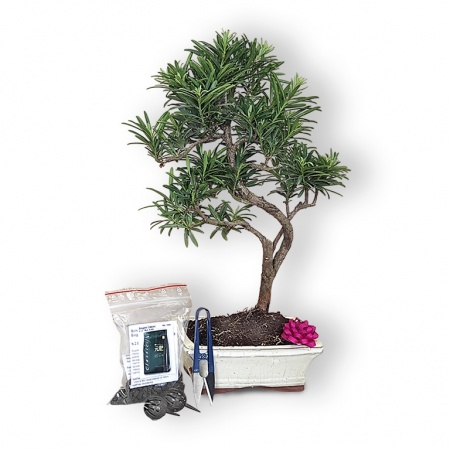 Bonsai dāvana, Ref. 30141