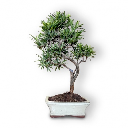 Buddhist pine bonsai, Ref. 3014