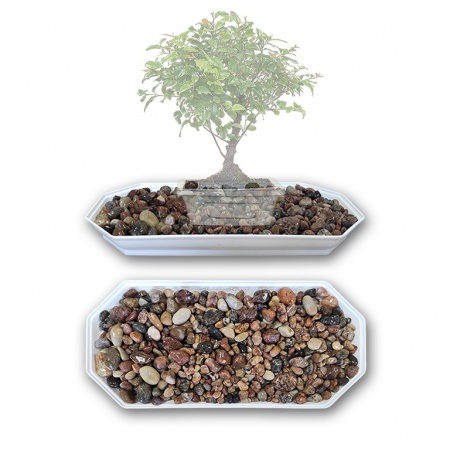 Bonsai paliktnis, Ref. 8287