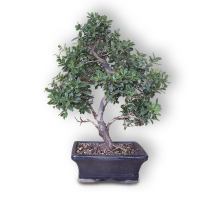 Bonsai Japanese Holly, Ref. 2845