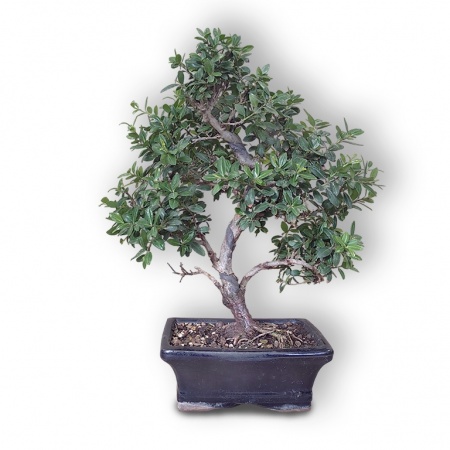Bonsai Japanese Holly, Ref. 2845