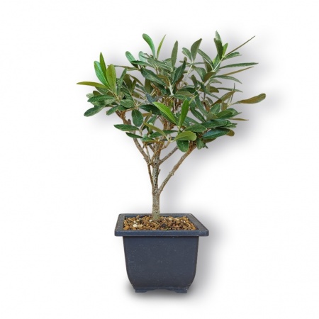Olīvkoka bonsai, Ref. 3018