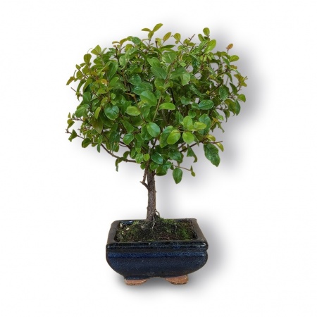 Sageretia bonsai, Ref. 3020