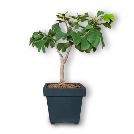 Ginkgo bonsai, Ref. 2480