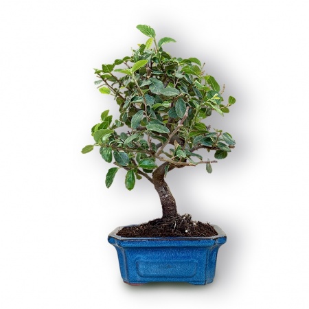 Cork oak bonsai, Ref. 2873