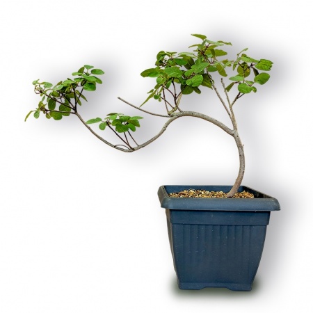 Smoketree bonsai, Ref. 3028