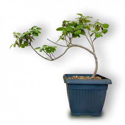 Smoketree bonsai, Ref. 3028