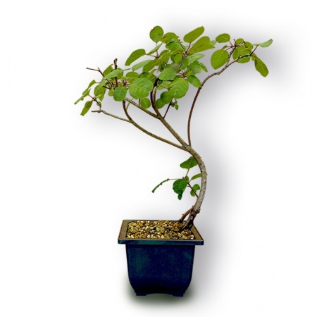 Smoketree bonsai, Ref. 3029