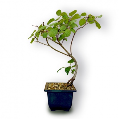 Smoketree bonsai, Ref. 3029