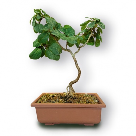 Smoketree bonsai, Ref. 3030