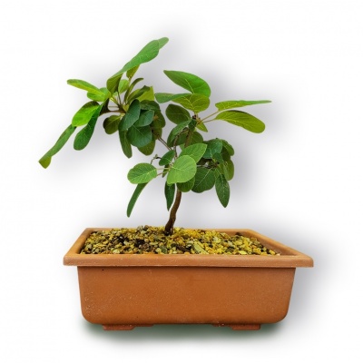 Smoketree bonsai, Ref. 3031