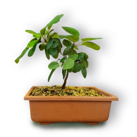 Smoketree bonsai, Ref. 3031