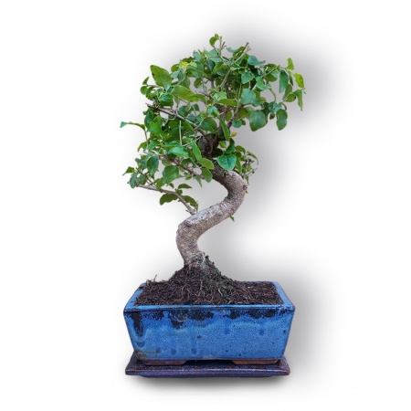 Ligustrs bonsai, Ref. 3035