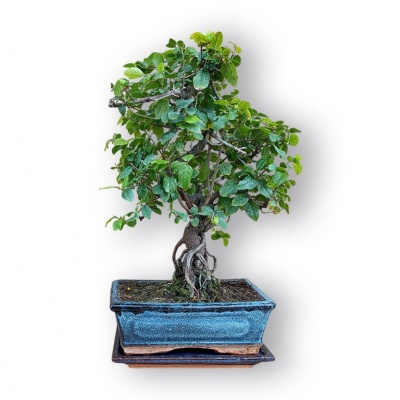 Sageretias bonsai, Ref. 3036