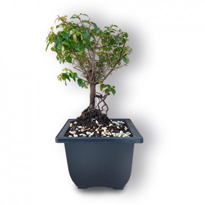Sageretias bonsai, Ref. 3037