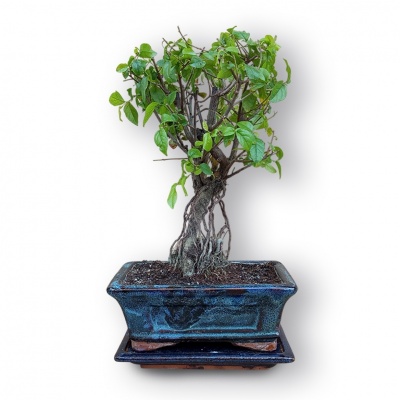 Sageretias bonsai, Ref. 3038