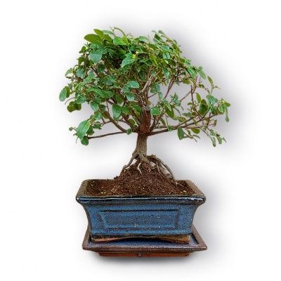Sageretias bonsai, Ref. 3039