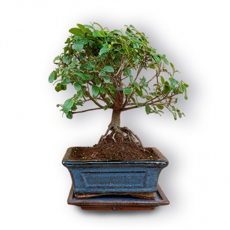 Sageretias bonsai, Ref. 3039