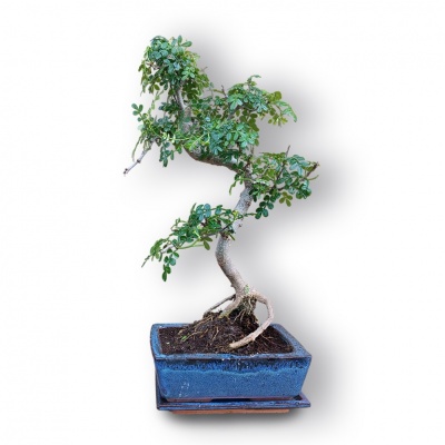 Ķīnas pipara bonsai, Ref. 3040