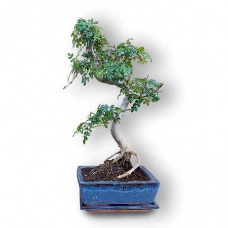 Ķīnas pipara bonsai, Ref. 3040