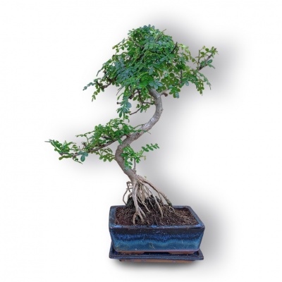 Ķīnas pipara bonsai, Ref. 3041