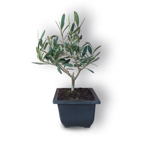 Olīvkoka bonsai, Ref. 3042