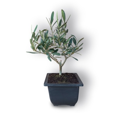 Olīvkoka bonsai, Ref. 3042