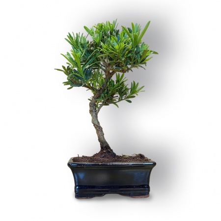 Budas priedes bonsai, Ref. 8105