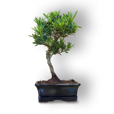 Budas priedes bonsai, Ref. 8105