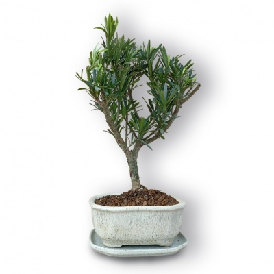 Budas priedes bonsai, Ref. 3043