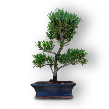 Budas priedes bonsai, Ref. 8087