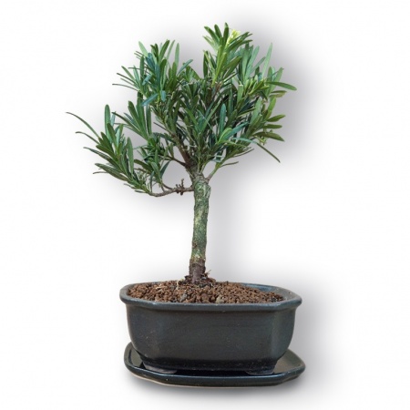 Budas priedes bonsai, Ref. 3044