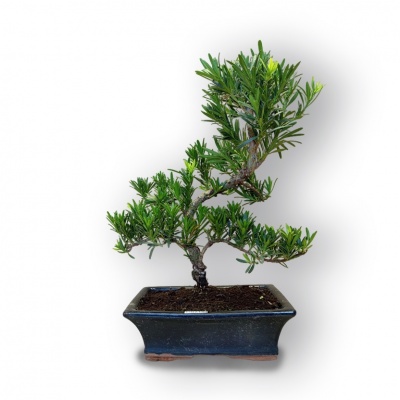 Budas priedes bonsai, Ref. 8088
