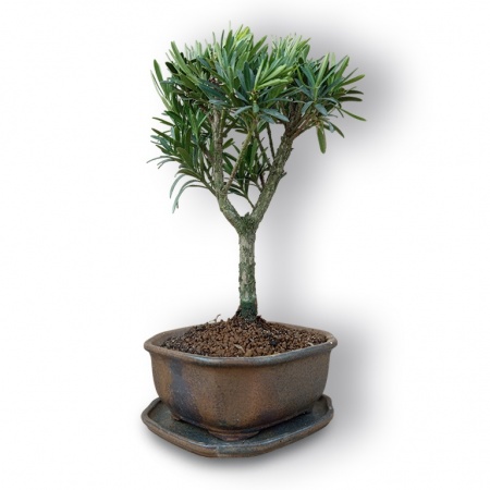 Budas priedes bonsai, Ref. 3045