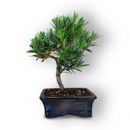 Budas priedes bonsai, Ref. 8101
