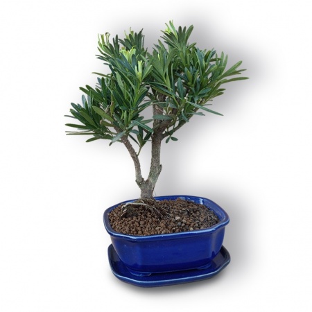 Budas priedes bonsai, Ref. 3046