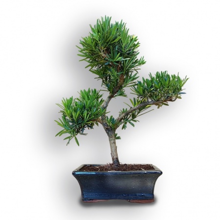 Budas priedes bonsai, Ref. 8086