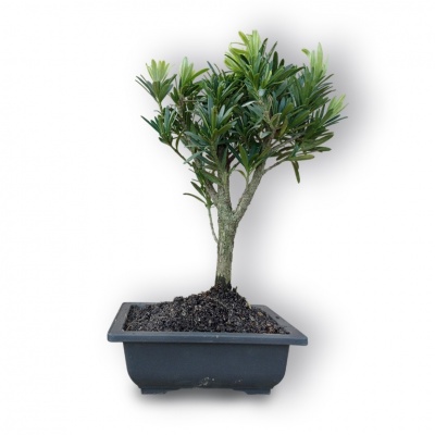 Budas priedes bonsai, Ref. 3047