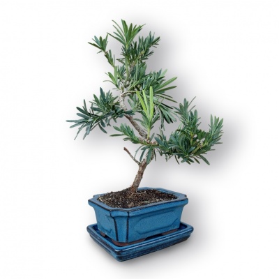 Budas priedes bonsai, Ref. 3032