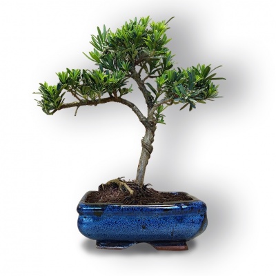 Budas priedes bonsai, Ref. 8104